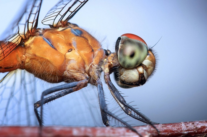 Close-up of an orange dragonfly's head and wings