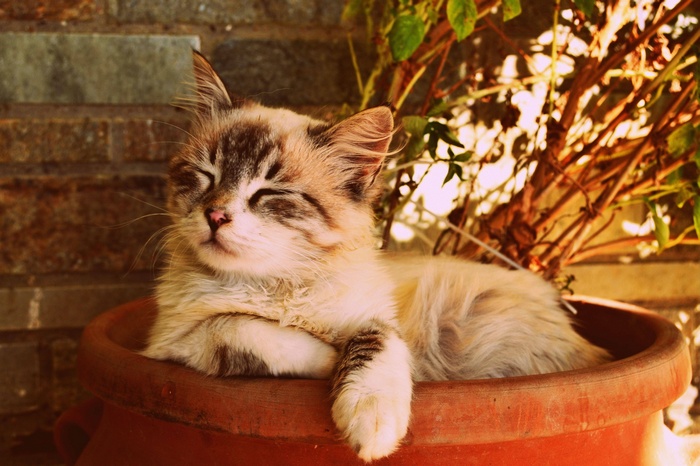 Sleeping Kitten Resting in Clay Pot