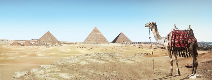 Camel and Pyramids in the Desert