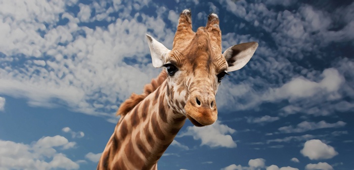 Close-up of a giraffe's head against a cloudy sky