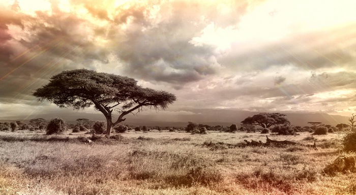 Savannah landscape with acacia trees under a cloudy sky