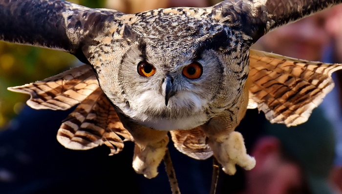 Close-up of a Eurasian Eagle-Owl in flight