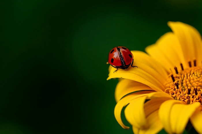 Ladybug on a yellow flower with a dark green background