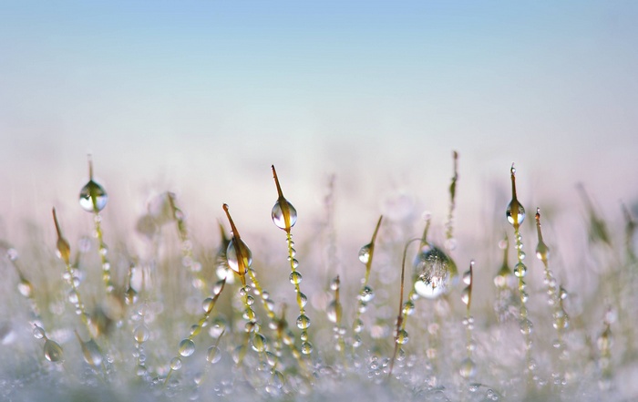Close-up of grass with dew drops