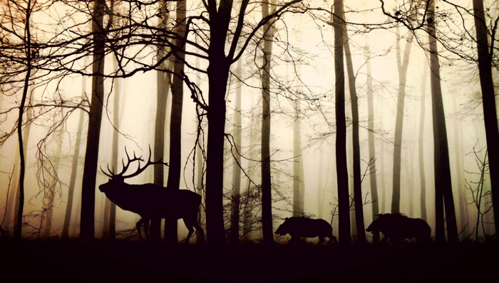 Deer and boars in a foggy forest