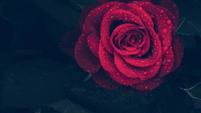 Close-up of a red rose with water drops