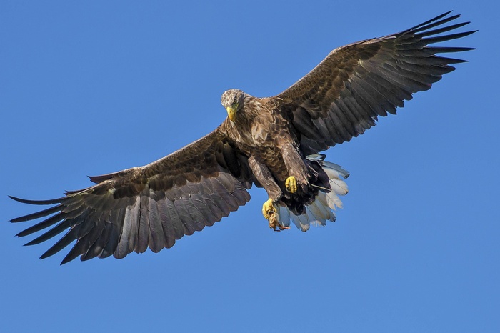 Eagle in flight with prey