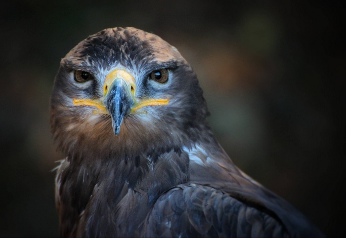 Close-up portrait of a predatory eagle