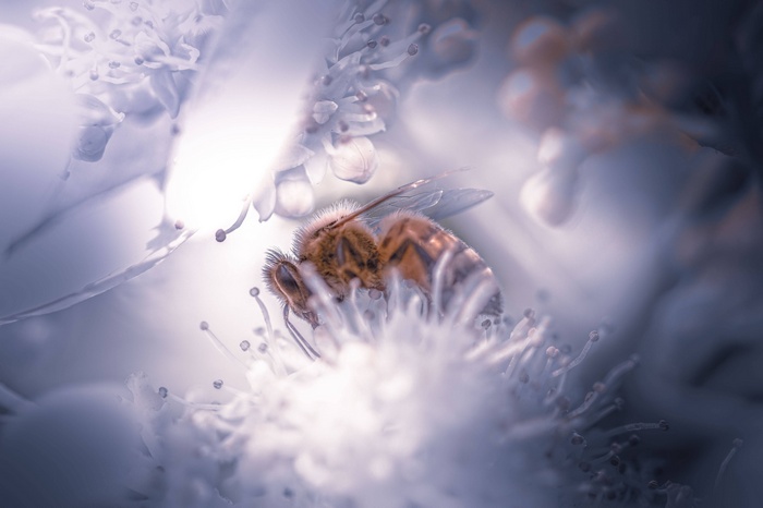 A bee collects nectar from a white flower