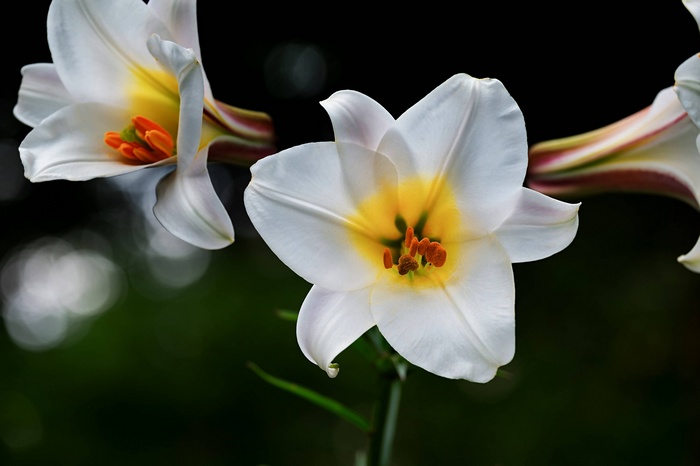White Lilium Davidii flowers with yellow centers
