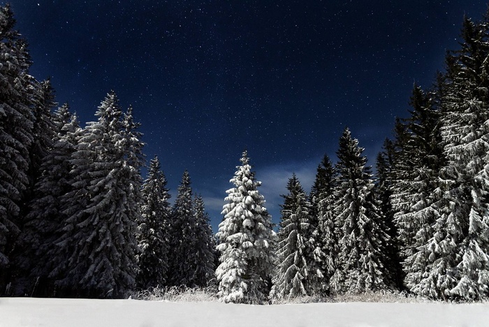 Snow-covered pine trees under a starry night sky