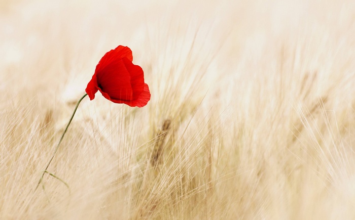 A single red poppy in a field of ripe cereals