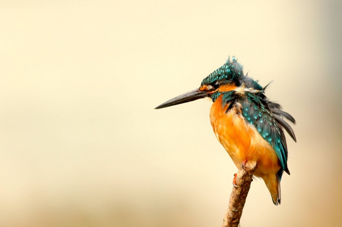 A kingfisher bird perched on a branch