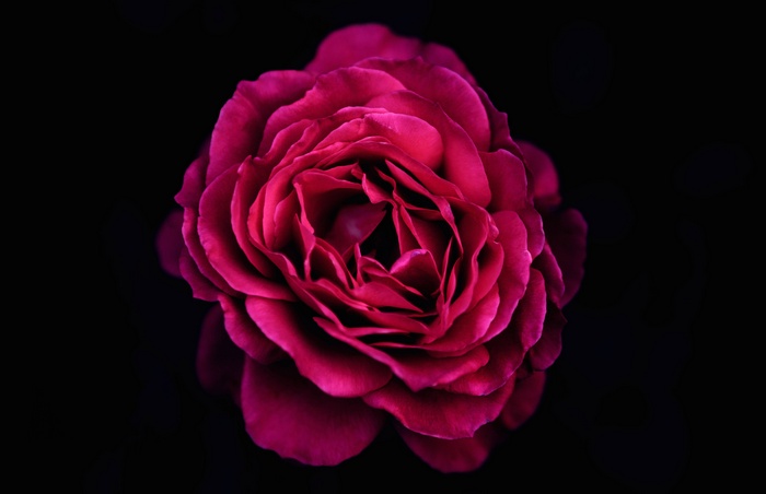 A close-up of a vibrant pink rose in full bloom