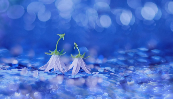 Two delicate white bellflowers on a blue bokeh background