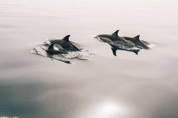 Dolphins swimming in calm ocean water