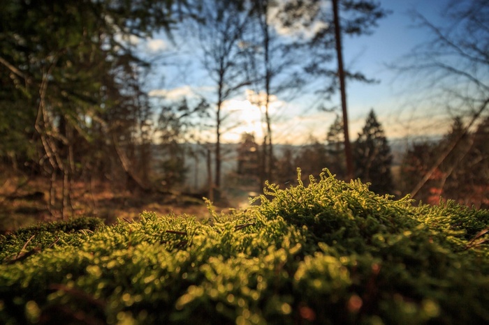 Mossy forest floor with sunlit trees in the background