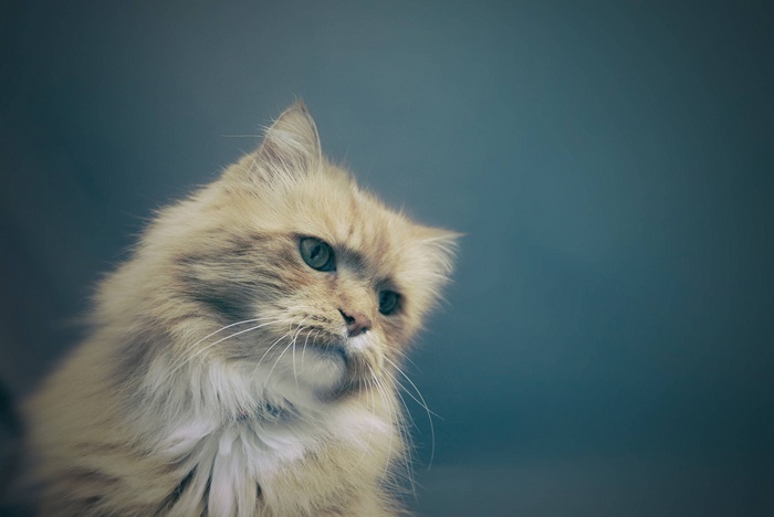 Fluffy ginger cat with green eyes looking to the side
