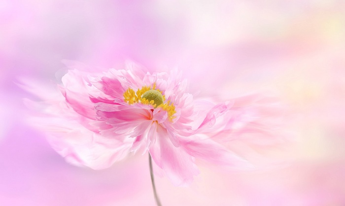 Close-up of a pink peony flower in bloom