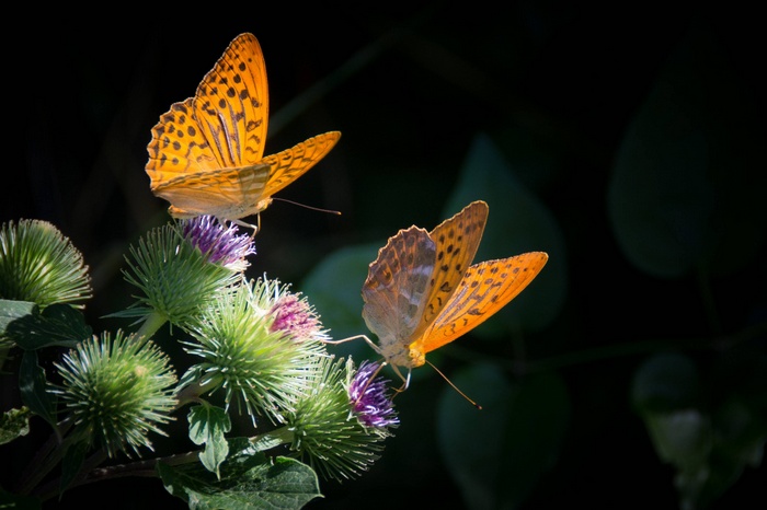Two orange fritillary butterflies on thistle flowers