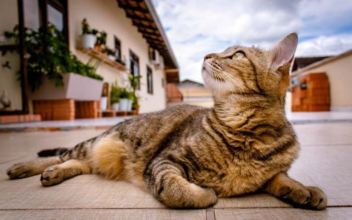 A tabby cat lies on a tiled patio outdoors.