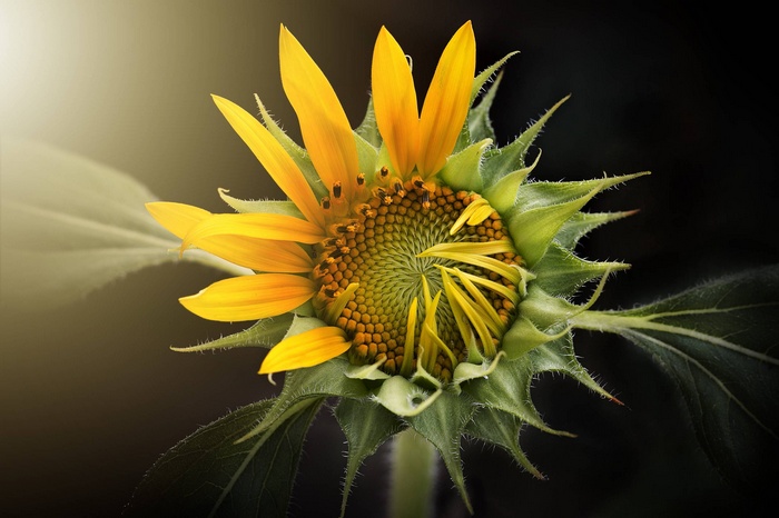 A partially opened sunflower with yellow petals and green sepals