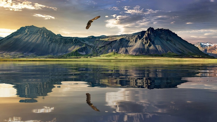 Eagle flying over mountains and lake in New Zealand