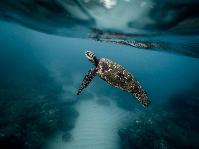 Sea turtle swimming underwater near rocks