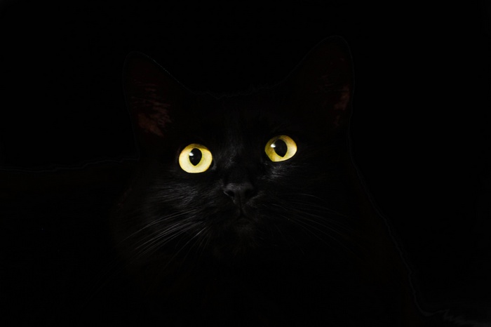 Black cat with bright yellow eyes in darkness