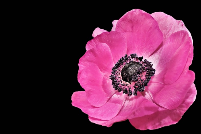 Close-up of a vibrant pink anemone flower with a dark center