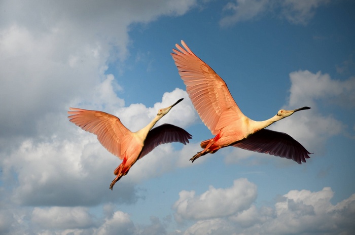 Two pink birds flying in the sky