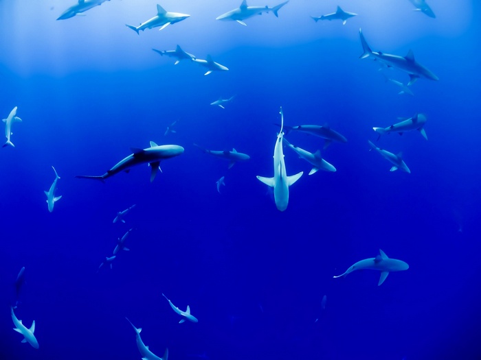 A school of sharks swimming in the deep blue ocean