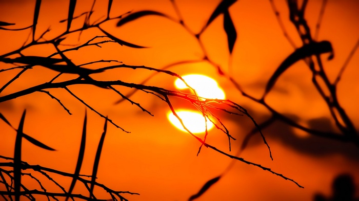 Sunset behind silhouetted branches and leaves