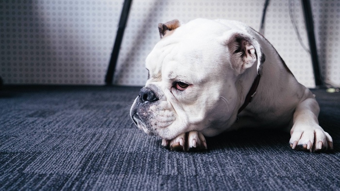 White bulldog lying on a dark carpet