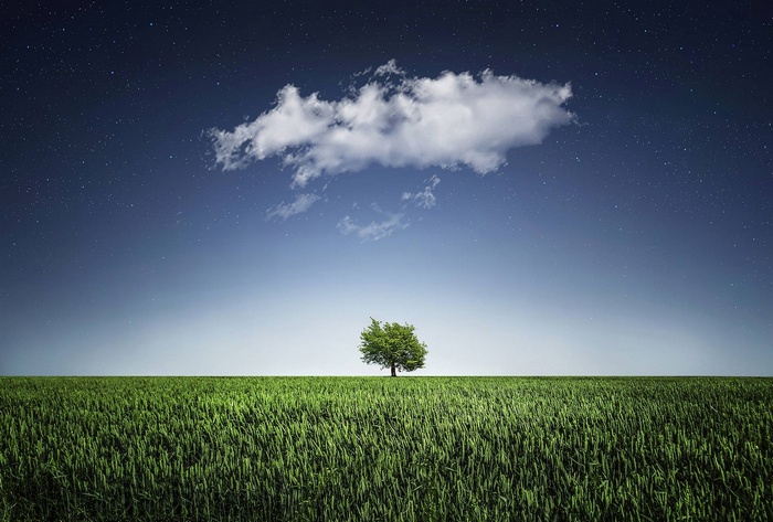 Lone tree in a grassy field under a starry night sky
