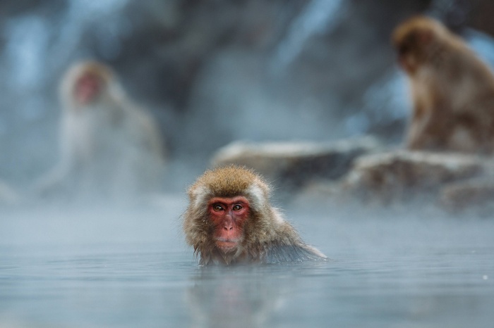 Japanese Macaques in Hot Springs