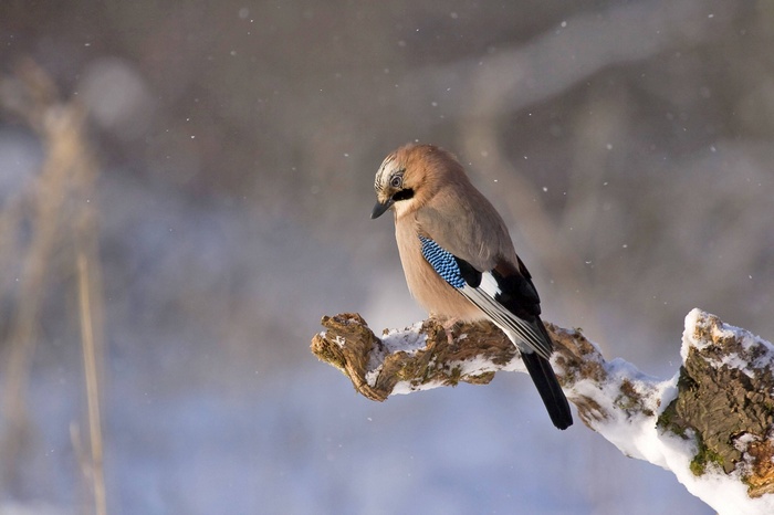 Eurasian Jay perched on a snow-covered branch in winter