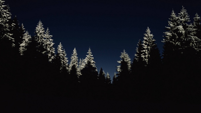 Snow-covered trees against a dark night sky