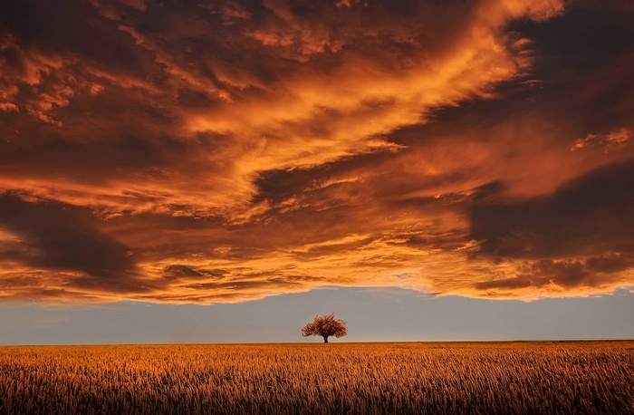 Tree in a field with dramatic sunset clouds