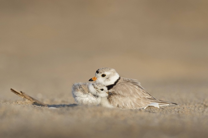 Piping Plover adult and chick on sand