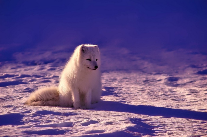 Arctic fox sitting in the snow in Norway