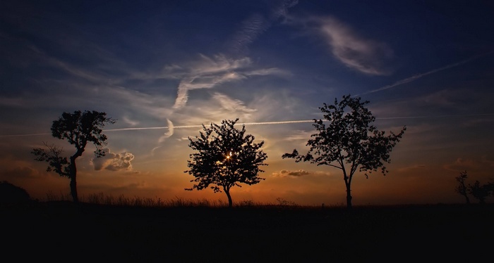 Silhouettes of trees against a sunset sky