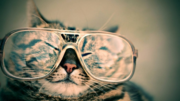 A tabby cat wearing aviator glasses