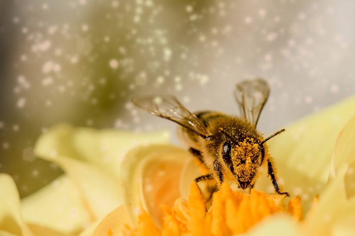 Bee covered in pollen on a yellow flower