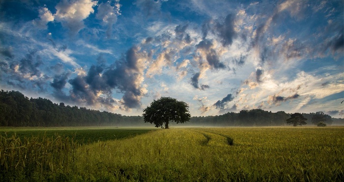 Lone tree in a field under a dramatic sky