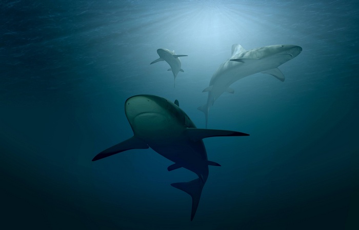 Three sharks swimming in the deep blue ocean