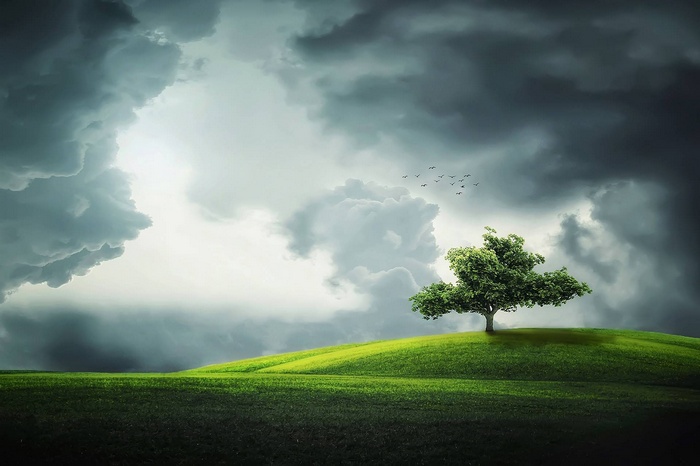 A lone tree on a grassy hill under stormy clouds