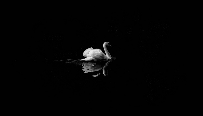 A white swan swims on dark water with reflection