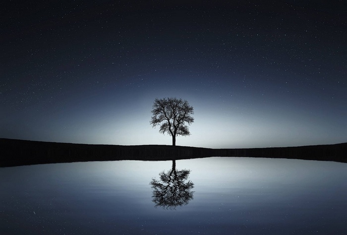 Silhouette of a tree reflected in calm water under a starry sky