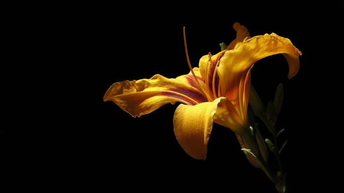 Orange Daylily flower with dark background
